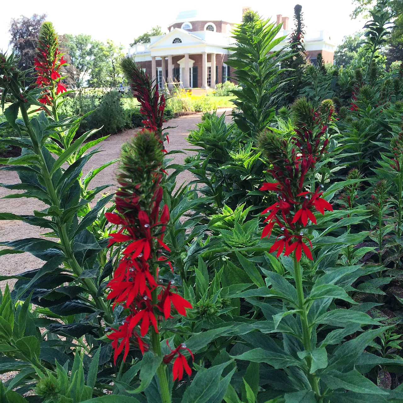Cardinal Flower (Lobelia cardinalis)