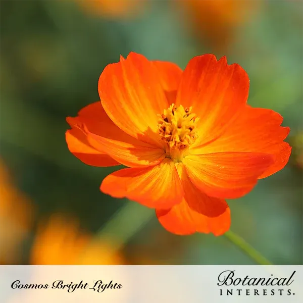 Cosmos Bright Lights Blend Seed Pkt