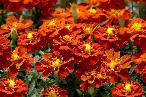 Marigold French Safari Red Flower Seeds