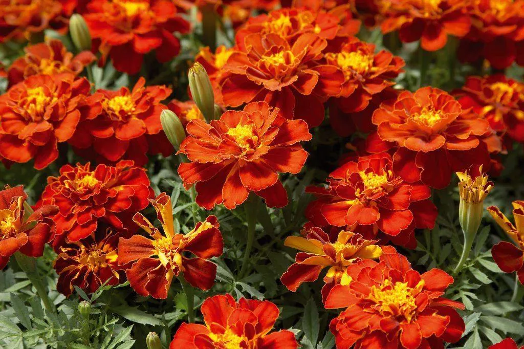 Marigold French Safari Red Flower Seeds