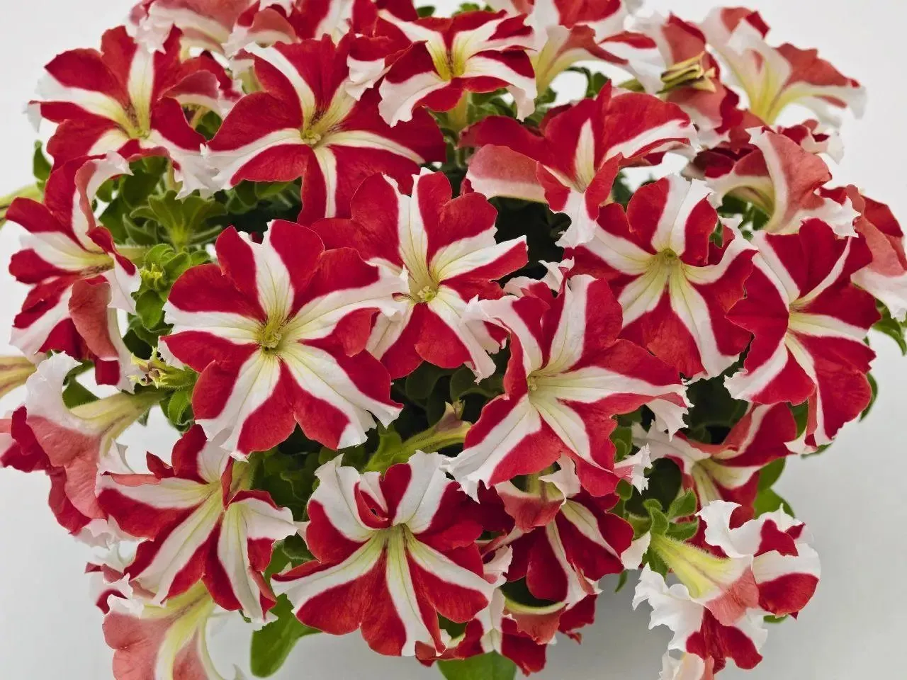 Petunia Success 360° Red Star Flower Seeds